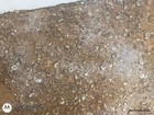 Natural Crinoid Fossils Death Bed Cluster Slab Orodovician - Arkansas 19lb #3 — photo 2