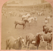 1905 St. Louis World Fair, Great Horse Show. Kilburn Stereoview Photo