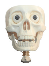 TESCHIO Alla scoperta del corpo umano con Willy STRUTTURA OSSEA MANDIBILA