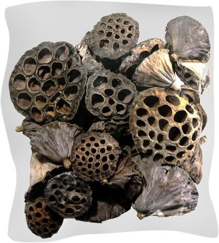 (20802 40-Piece Lotus Pods, Brown, Mixed