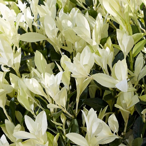 Euonymus Himalaya Japanese Spindle Evergreen Garden Ready Shrub in Plant Pot - Picture 4 of 14