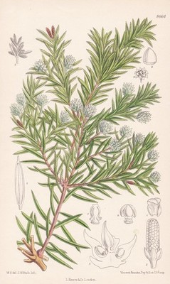Saxegothaea conspicua Chile Eibe tree botany Botany Lithograph Curtis 8664