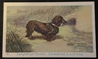 dog  DACHSHUND longhair Dutch Trade Card 1930 Flora dog biscuits #82