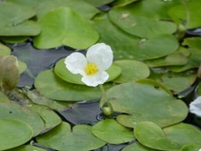 Hydrocharis Morsus-Ranae Frogbit Floating Pond Perennial Easy Care Lily Type