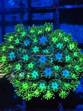 CE- WYSIWYG Iceberg Rainbow Goni Frag - Live Coral LPS SPS #RZC3