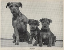 Lakeland Terrier "Family" - 1934 Antique Dog Art "Photo" Print - CUSTOM MATTED