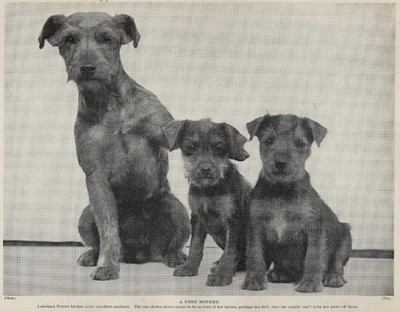 Lakeland Terrier ''Family'' - 1934 Antique Dog Art ''Photo'' Print - CUSTOM MATTED