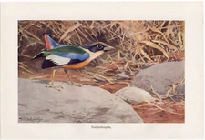 NINE COLORED PITTA - Indian Bird Chromolithograph Antique Print 1900 w Video