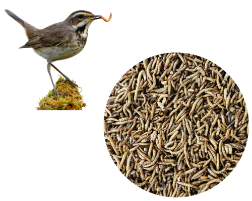 Mehlwürmer getrocknet Vogelfutter Insekten für Fische Reptilien Wildvögel 10 kg - Bild 1 von 3