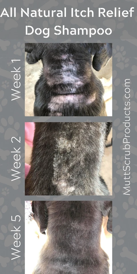 Pawsitively Soothing All Natural Dog Shampoo Kit - Image 3 of 4