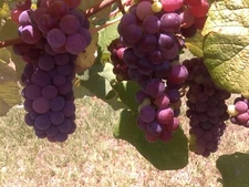 1 Reliance Live Seedless Grape Vine Plant - 1-2 yr Old - Ready for Planting