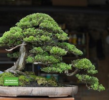 Big Sale - Juniperus Chinensis Bonsai A001 - Real Picture