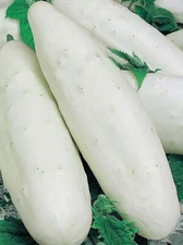 White wonder cucumber seeds