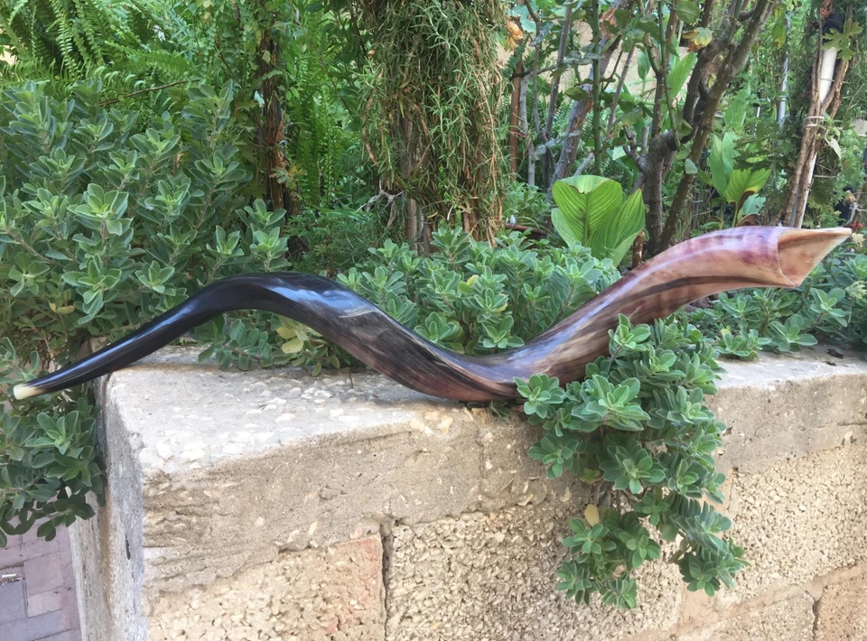 40" Large Jewish Shofar Full Polished Yemenite Kudu Horn Synagogue Israel Temple - Image 3 of 4