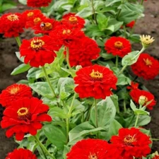 301+RED ZINNIA Flower Seeds Summer Flowering Annual Cherry Cut Flowers Easy Fast