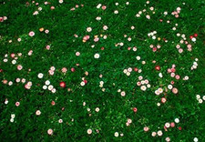 1 Kg Daisy & Clover Heritage Lawn Grass Seed Cottage Garden Hard Wearing 1Kg 29.62 per kilo