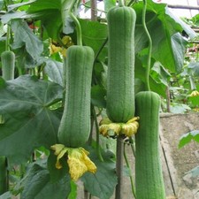 5g/30pcs Sponge Gourd Seeds, Luffa Seeds, Luffah Seeds, Chinese Okra Seeds 肉丝瓜种子