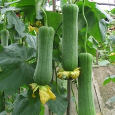 5g/30pcs Sponge Gourd Seeds, Luffa Seeds, Luffah Seeds, Chinese Okra Seeds 肉丝瓜种子