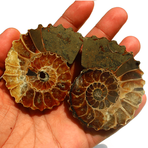 2 Pcs Natural Ammonite Fossil Pair 67mm-69.8mm Untreated Loose Gemstones~ 142.3g - Picture 9 of 17
