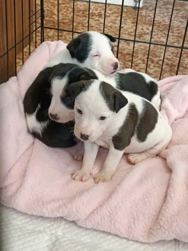 Dogs And Puppies Gumtree Adelaide Haski Dog Husky Puppy Cute Dogs