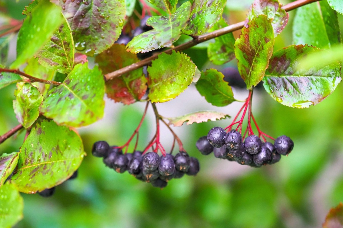 30 PURPLE CHOKEBERRY Aronia Prunifolia White Flower Fruit Shrub
