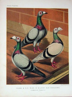 Old Antique Print 1874 Pigeon Blue Silver Dun Dragoons London Fancy Bird 19th