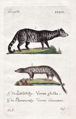 Zibetkatze civet cats Pharaonen Ratte Tiere animals engraving Kupferstich 1790
