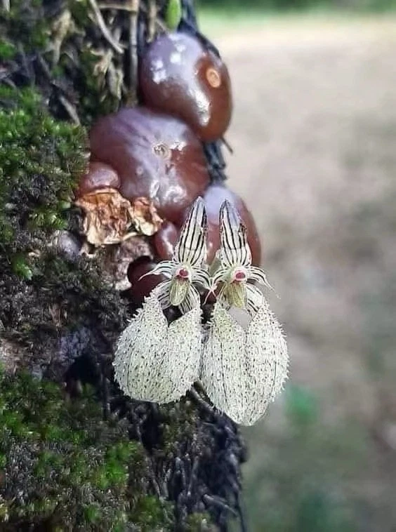 Thailand Bulbophyllum polliculosum Rare Species Orchid Blooming Mounted Plant
Opens in a new window