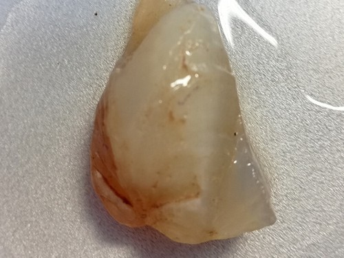 47.65 CT 110 million-year-o*VIDEO Australian OPALISED SHELL FOSSIL CRYSTALLISED - Picture 3 of 3