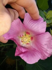 30 Fresh Confederate Rose (Hibiscus mutabilis) Seeds - 2025 Harvest