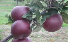 25+ Arkansas Black Apple Seeds for Garden Planting - USA - FREE SHIPPING!