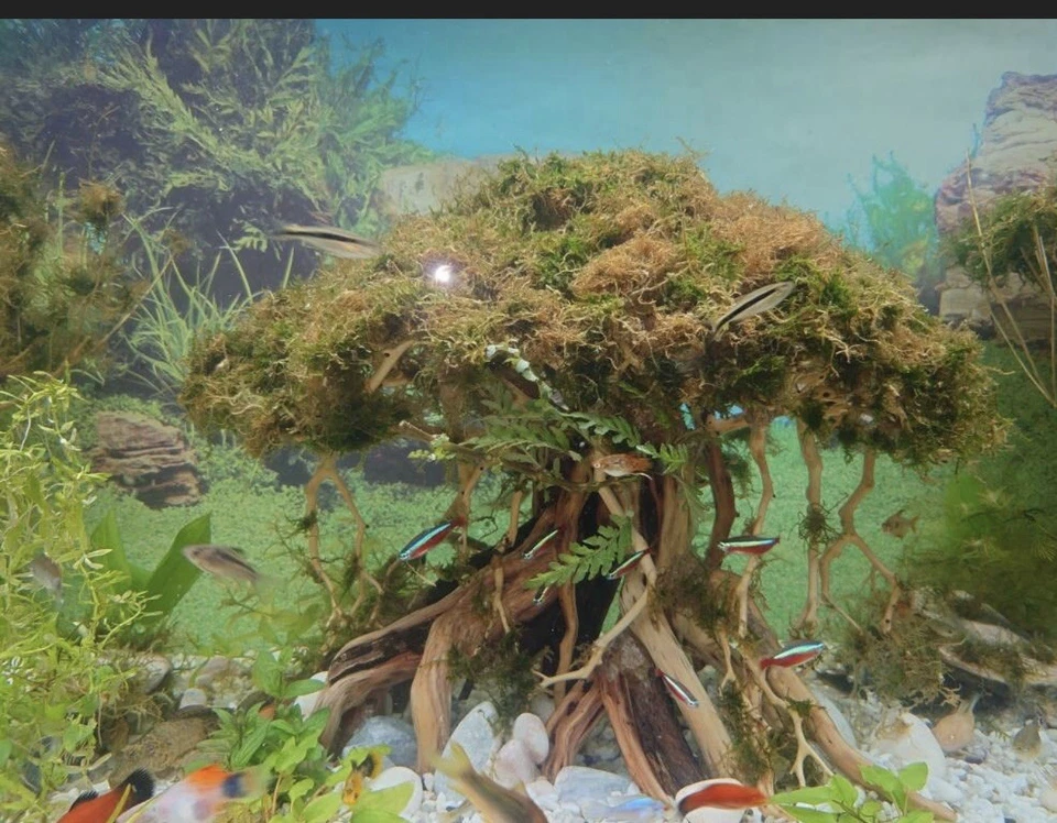 Driftwood bonsai tree aquarium wood aquascape drift wood fish tank plants - Image 4 of 4