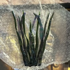Vallisneria Live Aquarium Plant Bunch, Freshwater Tropical, Beginner Friendly