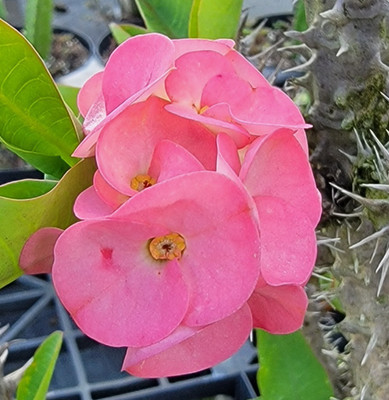 Thai Pink Crown of Thorns Live Plant 7 to 12'' Tall~Corona de Cristo~Euphorbia