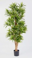 Artplants Deko Dracaena Reflexa Yasu, 1975 BläTter, GrüN, 180Cm