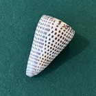 Conus Leopardus Kegelschale groß 80 mm WUNDERSCHÖNE MARKIERUNGEN