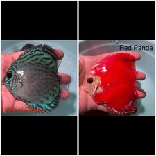 Pack of 2 Live Discus Fish 3.75" - 4" Vibrant Aquarium Fish Overnight Ship