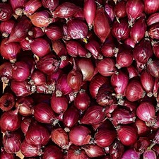 Juego de bulbos de cebolla roja Karmen orgánicos no transgénicos vegetales de jardín - 1 lb