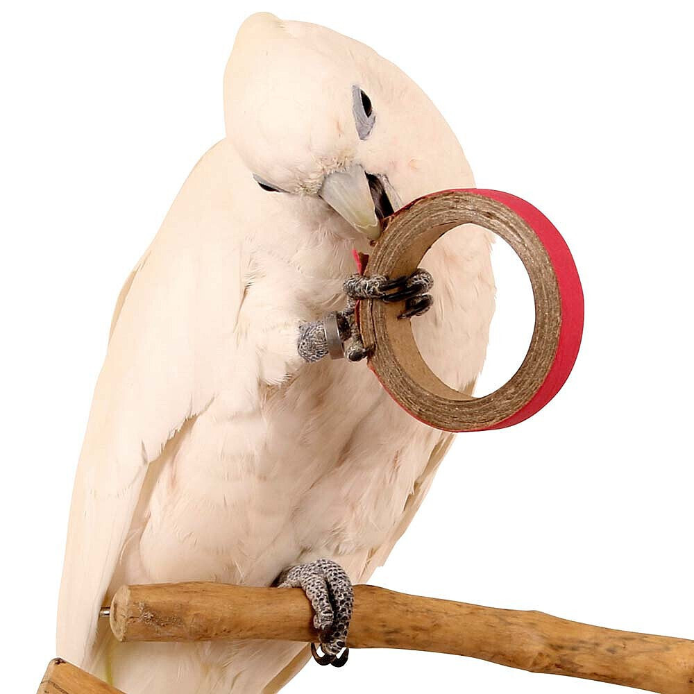 Birdie Bangles Foot Parrot Toy Making Parts - Small Pack of 12