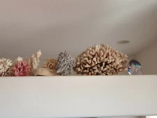 Frag Coral collection over 67 pounds Salt water tank, office display, bar WYSIWY