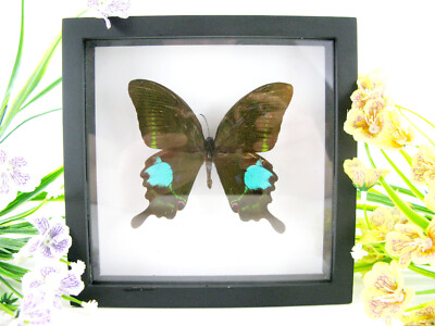 Green Peacock - Real Butterfly, Prepared in a 3D Displaycase - Museum Quality