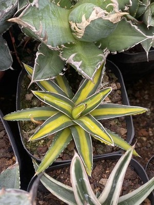 RareSucculent  Plant Agave victoriae-reginae T.Moore Variegated Random