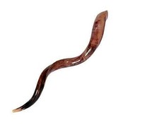 Shofar Kudu Yemenite Horn Kosher All Polished From Israel Size 43-45"  Free Bag