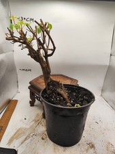 Japanese small-leaved trident maple (newly planted)