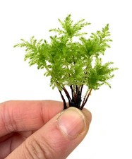 Climacium Tree Moss 15 pcs (Dendroides / Americanum) Live Moss