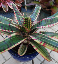 Neoregelia STAR WARS Bromeliad one tropical plant BIG 