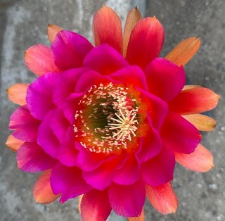 TRICHOCEREUS HYBRIDE KA2021.59.13 Blüte 17 cm