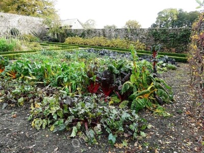 Photo 6x4 Vegetable plot in the Lower Walled Garden Llangathen This once  c2008