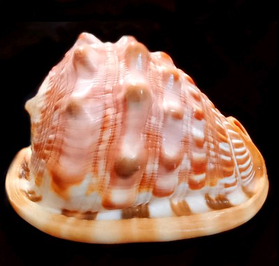 Bull Mouth Red Helmet Cypraecassis Rufa Conch Snail Seashell 4'' (10 cm) Pristine
