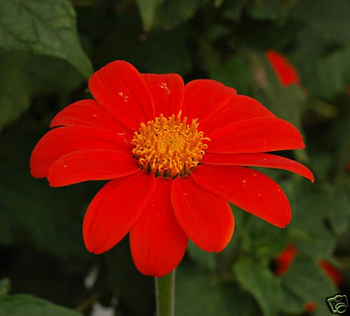 20 graines TOURNESOL MEXICAIN(Tithonia Speciosa)G547 MEXICAN SUNFLOWER SEED SEMI